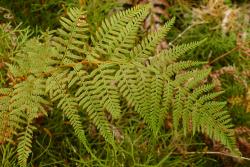 Paesia scaberula. Adaxial surface of mature fertile frond.
 Image: L.R. Perrie © Leon Perrie 2014 CC BY-NC 3.0 NZ